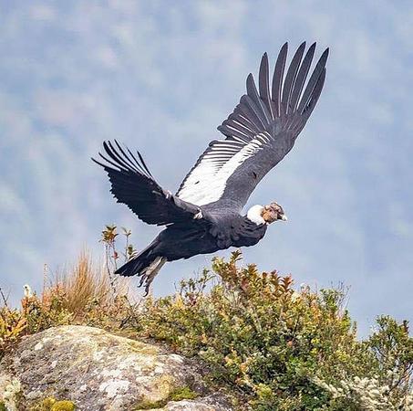 Avistamiento Del Condor En Pnn Puracé Y Termales De San Juán