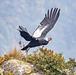 Avistamiento del Condor en PNN Puracé + Termales de San Juán
